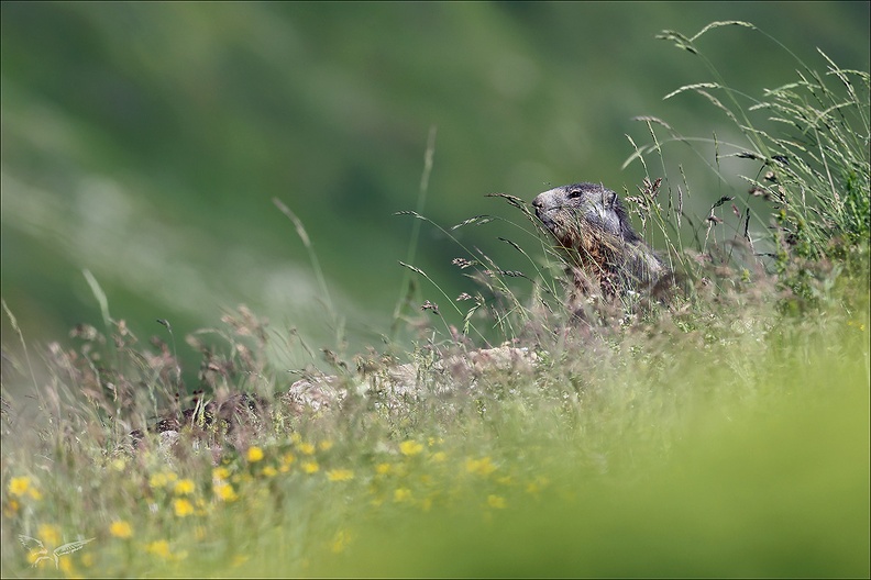 Marmotte 22.06.25-0070.jpg