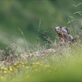 Marmotte 22.06.25-0070