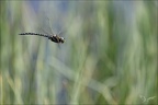 Aeshnea juncea10.07.25-0004