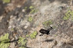 Grenouille bb 10.07.25