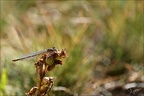 Agrion porte-coupe 11.07.25-0006
