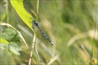 Agrion porte-coupe 11.07.25-0003