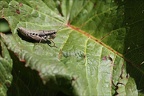  La Miramelle des moraines ♀ -Podisma pedestris