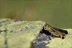 Criquet ensanglanté ♂ (Stethophyma grossum)