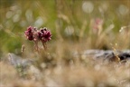 Joubarbe à toile d&#039;araignée10.07.25-0001