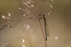 Lestes sponsa 11.07.25-0002