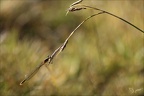 Lestes sponsa 10.07.25-0001