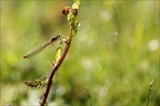 Lestes sponsa 11.07.25-0006