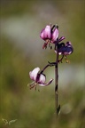 Lys martagon 10.07.25-0002