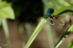 Calopteryx splendens 17.07.25-0004