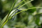 Cooenagrion mercuriale 15.07.25-0007 (2142 visits) Cooenagrion mercuriale 15.07.25-0007