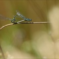 Coenagrion puella 18.06.25
