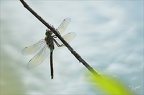 Anax parthenope 31.07.25-0005