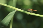 Sympetrum depressiusculum 24.07.25-0008