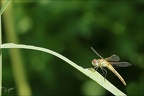 Sympetrum fonscolombii ♀ 24.07.25-0001