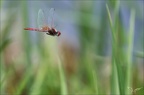 Sympetrum fonscolombii -31.07.25-0009