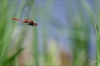 Sympetrum fonscolombii -31.07.25-0010