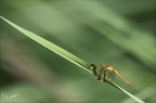 Sympetrum pedemontanum 24.07.25-0009