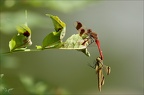 Sympetrum pedemontanum 24.07.25-0022