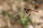 Sympetrum pedemontanum 24.07.25-0005