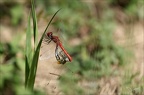 Sympetrum fonscolombii -31.07.25-0012