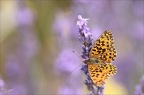 La petite violette 26.06.25-0005 (2786 visits) La petite violette 26.06.25-0005
