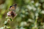 Le Petit Argus - Plebejus argus (2314 visits) Le Petit Argus - Plebejus argus