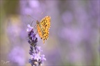 La petite violette 26.06.25-0007 (2783 visits) La petite violette 26.06.25-0007