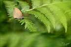 Le procris -08.06.25 (2622 visits) Le procris -08.06.25