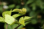 Le citron 18.06.25-0002 (2624 visits) Le citron 18.06.25-0002