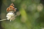 Vanessa cardui 22.07.25-0001 (2175 visits) Vanessa cardui 22.07.25-0001