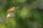 Vanessa cardui 22.07.25-0007 (2221 visits) Vanessa cardui 22.07.25-0007
