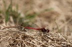 Sympetrum fonscolombii -31.07.25-0004 (2733 visits) Sympetrum fonscolombii -31.07.25-0004