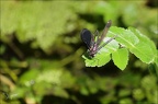 Calopteryx haemorrhoidalis ♂♀ 07.08.25-0004 (2538 visits) Calopteryx haemorrhoidalis ♂♀ 07.08.25-0004