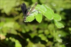 Calopteryx haemorrhoidalis ♂♀ 07.08.25-0006 (2486 visits) Calopteryx haemorrhoidalis ♂♀ 07.08.25-0006