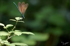 Calopteryx haemorrhoidalis ♂ i 07.08.25-0007