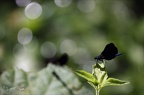 Calopteryx virgo 15.07.25-0002 (2008 visits) Calopteryx virgo 15.07.25-0002