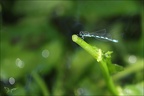 Coenagrion mercuriale 07.08.25-0002