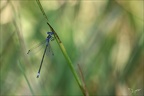 Lestes sponsa -Berthelet 05.08.25-0023