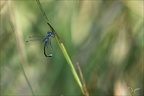 Lestes sponsa -Berthelet 05.08.25-0015
