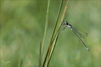 Lestes sponsa -Berthelet 05.08.25-0010