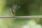 Sympetrum striolatum 07.08.25-0002