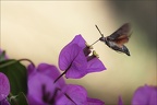 Moro-sphynx 15.08.25-0018 (2764 visits) Moro-sphynx 15.08.25-0018
