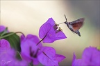 Moro-sphynx 15.08.25-0020 (2776 visits) Moro-sphynx 15.08.25-0020