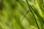 Lestes dryas 22.08.25-0005