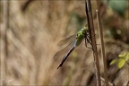 Anax imperator 22.08.25-0001