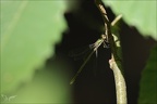 Lestes dryas 22.08.25-0008
