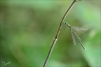 Lestes dryas 22.08.25-0011