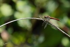 Sympetrum sanguineum ♀ for roug22.08.25-0002