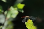 Sympetrum sanguineum ♀ for roug22.08.25-0003